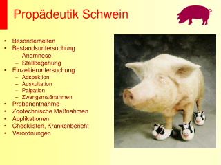 Propädeutik Schwein