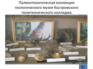 Палеонтологическая коллекция геологического музея Костромского политехнического колледжа