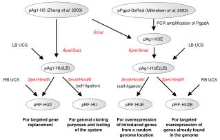 pAg1-H3 (Zhang et al . 2003)