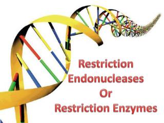 Restriction Endonucleases Or Restriction Enzymes