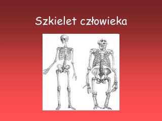 Szkielet człowieka