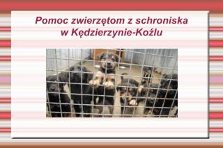 Pomoc zwierzętom z schroniska w Kędzierzynie-Koźlu