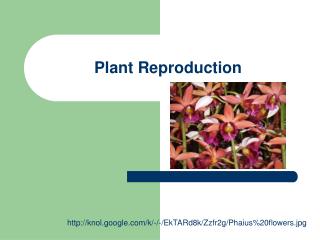 Plant Reproduction