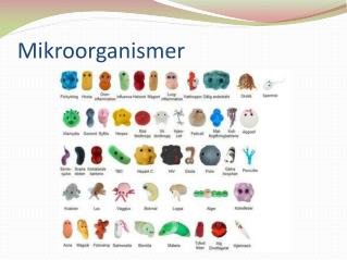 Mikroorganismer