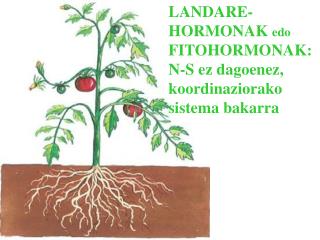 LANDARE-HORMONAK edo FITOHORMONAK: N-S ez dagoenez, koordinaziorako sistema bakarra