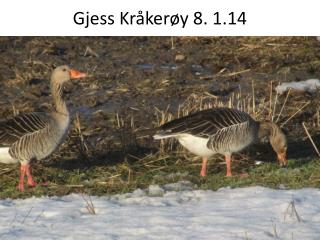 Gjess Kråkerøy 8. 1.14