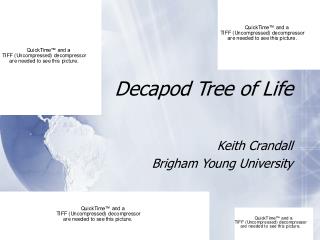 Decapod Tree of Life