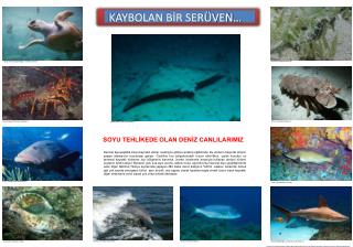 SOYU TEHLİKEDE OLAN DENİZ CANLILARIMIZ