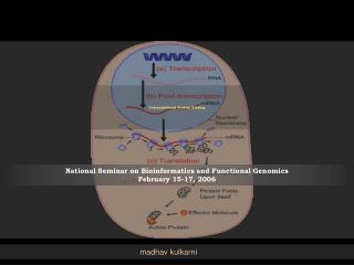 Cotranslational Protein Folding