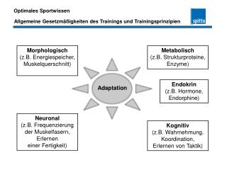 Adaptation