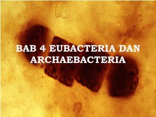 BAB 4 EUBACTERIA DAN ARCHAEBACTERIA