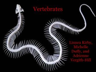 Vertebrates