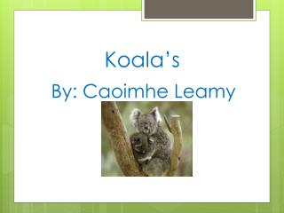 Koala’s By: Caoimhe Leamy