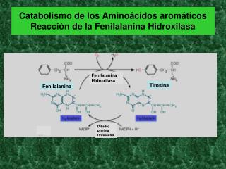 Catabolismo de los Aminoácidos aromáticos Reacción de la Fenilalanina Hidroxilasa