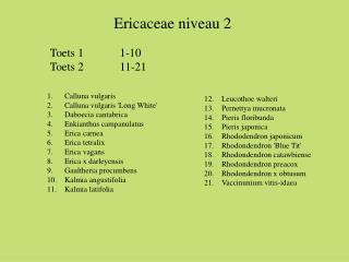 Calluna vulgaris Calluna vulgaris 'Long White' Daboecia cantabrica Enkianthus campanulatus