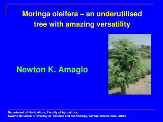 Moringa oleifera – an underutilised tree with amazing versatility