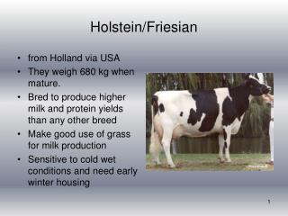 Holstein/Friesian