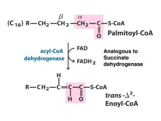 Analogous to Succinate dehydrogenase