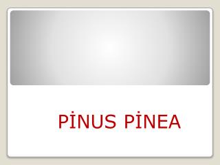 PİNUS PİNEA