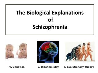 The Biological Explanations of Schizophrenia