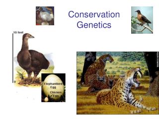 Conservation Genetics