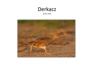 Derkacz ( Crex crex )