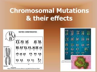 Chromosomal Mutations &amp; their effects