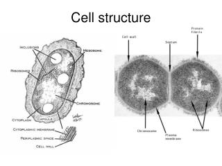 Cell structure