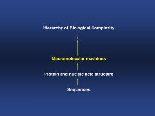Hierarchy of Biological Complexity Macromolecular machines Protein and nucleic acid structure