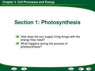 How does the sun supply living things with the energy they need?