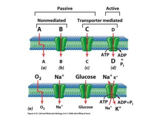 The Na + -K + ATPase Pump