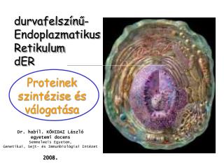 durvafelszínű-Endoplazmatikus Retikulum dER