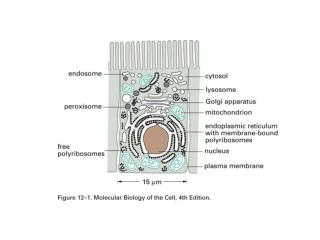 Organelle-Biogenesis