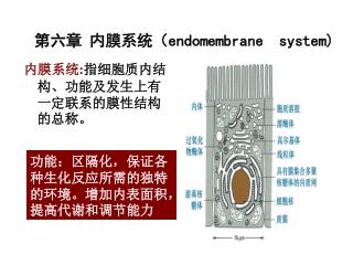 第六章 内膜系统（ endomembrane system)