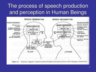 The process of speech production and perception in Human Beings