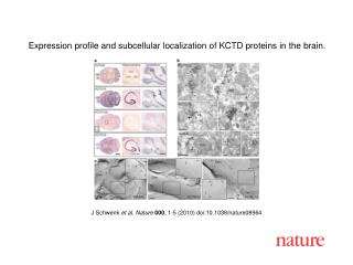 J Schwenk et al. Nature 000 , 1-5 (2010) doi:10.1038/nature08964