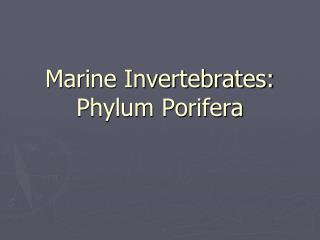 Marine Invertebrates: Phylum Porifera
