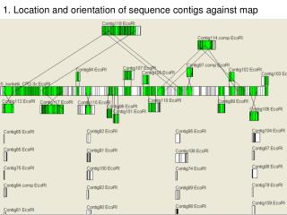 1. Location and orientation of sequence contigs against map