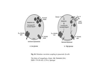 Fig. 8.1 Stimulus–secretion coupling in pancreatic β -cells