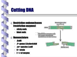 Cutting DNA