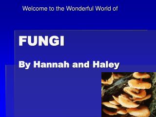 FUNGI By Hannah and Haley