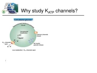 Why study K ATP channels?