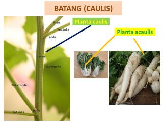 BATANG (CAULIS)