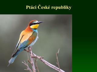 Ptáci České republiky