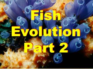 Fish Evolution Part 2