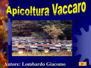 Apicoltura Vaccaro