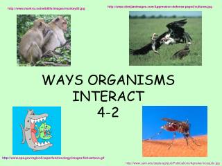 WAYS ORGANISMS INTERACT 4-2