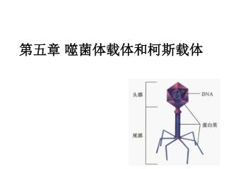 第五章 噬菌体载体和柯斯载体