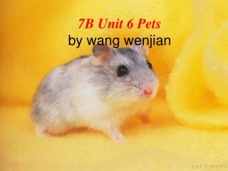 7B Unit 6 Pets by wang wenjian