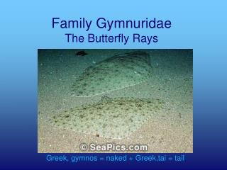 Family Gymnuridae The Butterfly Rays